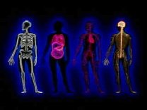 Minerals for Healthy Bones, Organs, and Tissue