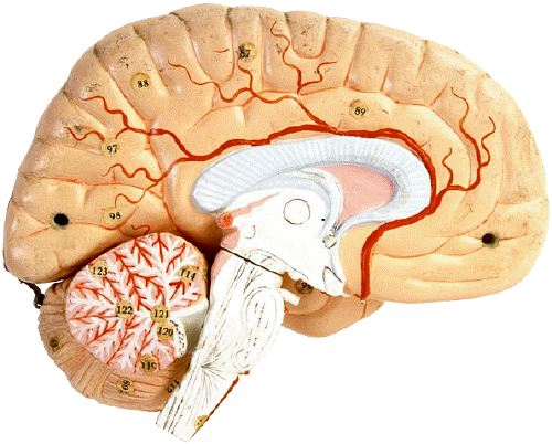 The destruction of nerve cells in the brain may be caused by the formation of the neurofibrillary tangles (knots) and senile plaques (clumps) that are commonly found in the diseased brain during an after death biopsy.