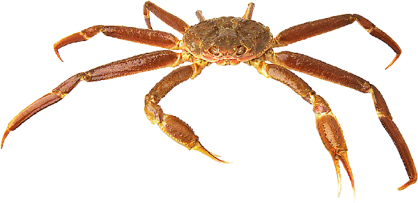 Supplemental glucosamine sulfate is made from specially processed exoskeletons from seafood (i.e. shrimp, crab).