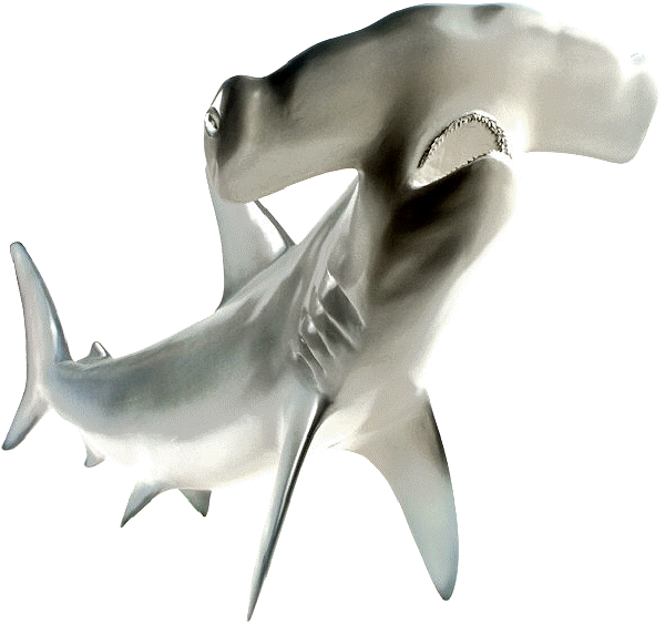 Shark Cartilage has an angiogenesis inhibition effect, meaning it suppresses new blood vessel development and shrinks existing blood vessels.